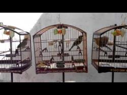 Galeria de Vídeos Trinca-ferro Buriti - Máquina x Zandonaide parte1