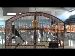 Galeria de Vídeos Trinca-ferro Falcão Buriti