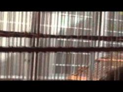 Galeria de Vídeos Trinca-ferro filhote do Buriti - Zaibe x Igaratinga