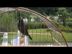 Galeria de Vídeos curio raio de sol (parte 2).wmv