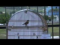 Galeria de Vídeos curios pardos paracambis.wmv