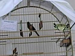 Galeria de Vídeos Curió Pardo Paracambi Buriti 086 (Segundo vídeo)