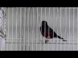 Galeria de Vídeos Curió Galador de Fibra e Repetição do Buriti - Parte 2