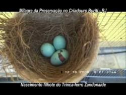 Galeria de Vídeos Nascimento ao vivo de um Filhote do Zandonaide parte-2