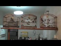 Galeria de Vídeos Trinca Ferro Buriti - Três é demais - Parte 1