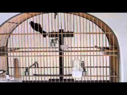 Galeria de Vídeos video pardo agosto youtube