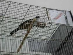 Galeria de Vídeos Bandido, Trinca-Ferro do Buriti