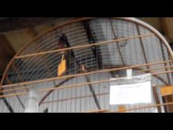Galeria de Vídeos tarzan youtube