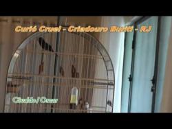 Galeria de Vídeos Curió Cruel do Criadouro Buriti parte 2