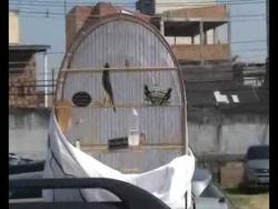 Galeria de Vídeos Curió Pardo Paracambi Clássico Buriti: Sem Limite