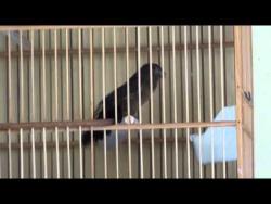 Galeria de Vídeos Filhotes Churrilhando de Curió Paracambi - Criadouro Buriti