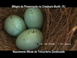 Galeria de Vídeos Nascimento de um Filhote do Trinca-ferro Zandonaide parte-1
