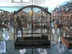 Galeria de Vídeos Fliper, agora no Buriti, retoma sua carreira para ser o grande campeão da temporada 2009