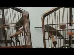 Galeria de Vídeos Borduna e Zandonaide disputam canto no Buriti