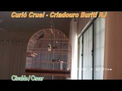 Galeria de Vídeos Curió Cruel do Criadouro Buriti parte 1