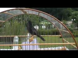 Galeria de Vídeos Curio Raio de sol ( parte 1).wmv