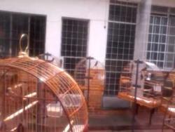 Galeria de Vídeos Curiós Pardos Buriti para Torneios de Fibra