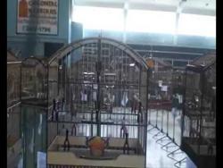Galeria de Vídeos Trinca Ferro Nova Era