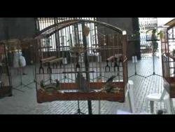 Galeria de Vídeos Buriti: Troneio de Leopoldina 20/10/2008 (parte 2)