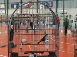 Galeria de Vídeos Cenas do Torneio Nacional COBRAP de Florianópolis -  Criadouro Buriti