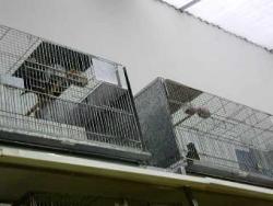 Galeria de Vídeos Trincas do Buriti
