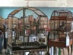 Galeria de Vídeos Fliper, no Buriti, volta em grande estilo com o antídoto certo.