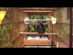 Galeria de Vídeos Trinca-ferro Fliper Buriti tomando banho