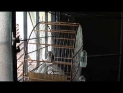 Galeria de Vídeos Curió Pardo Paracambi do Buriti Soltando o Canto!
