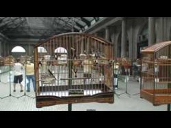 Galeria de Vídeos Estadual 2009: coleiro Buriti Paulistano e curió Buriti Sensação Buriti