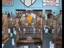 Galeria de Vídeos Trinca Ferro Buriti Raio de Fogo