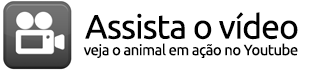 FILHOTE 209