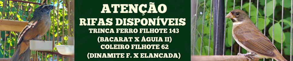 CLIQUE AQUI E COMPRE SEU NÚMERO DA RIFA
